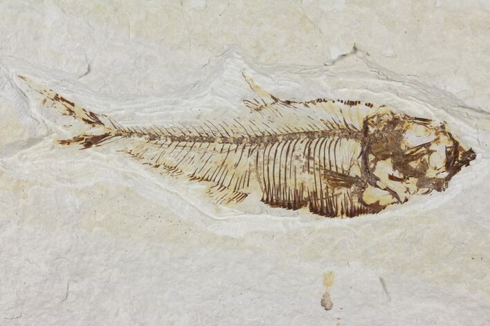 Diplomystus Fossil Fish - Wyoming #101154